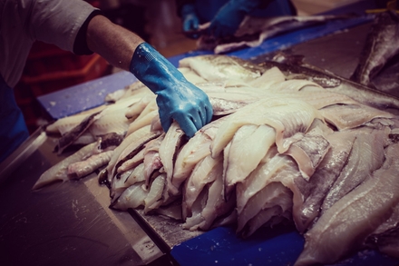 Foto van Heijvis Visverwerking in actie